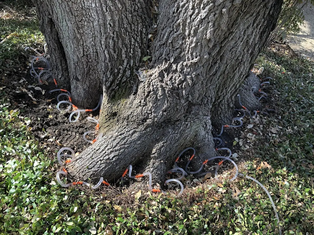 Detailed Tree Cabling and Bracing job site in Crucible