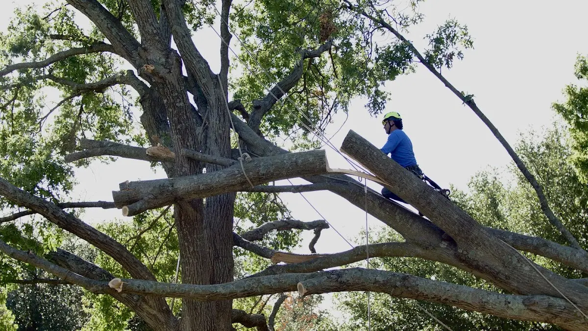 Professional Crown Thinning performed by certified arborists in Crucible