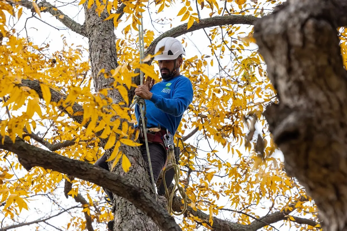 Skilled Tree Pruning crew working in Crucible