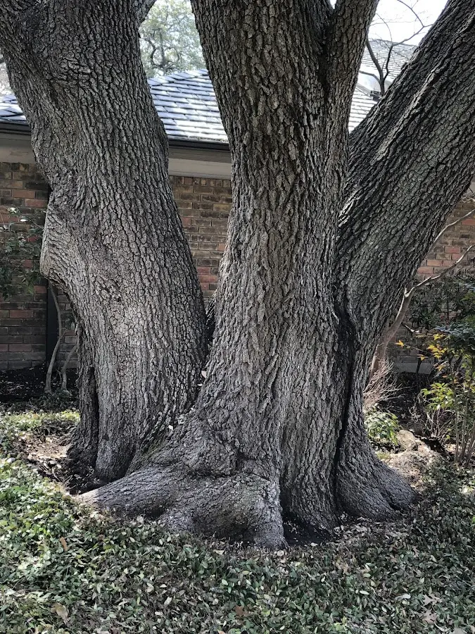 Mature heritage tree close to a Crucible property cared for by certified arborists